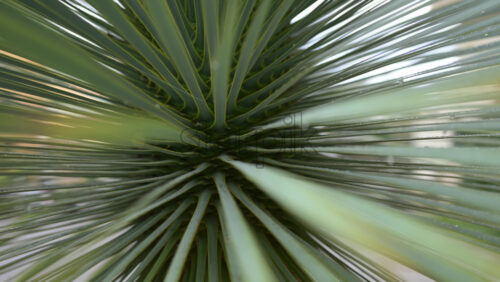 Video - Abstract motion blur effect created by green plant leaves radiating from the center