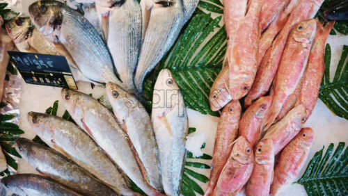 Video - Assortment of whole fish laid on ice with green leaves at a market stall, showing variety and abundance of fresh seafood