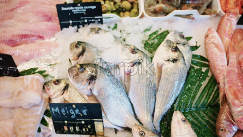 Video - Close up of whole sea bream arranged on crushed ice at a seafood counter