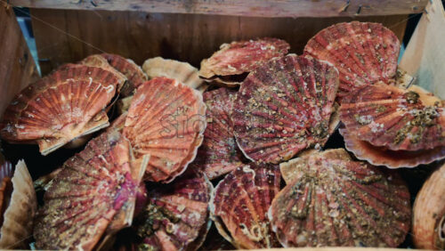 Video - Close up of raw scallop shells stacked inside a wooden crate, with natural textures, sand, and sea residue visible