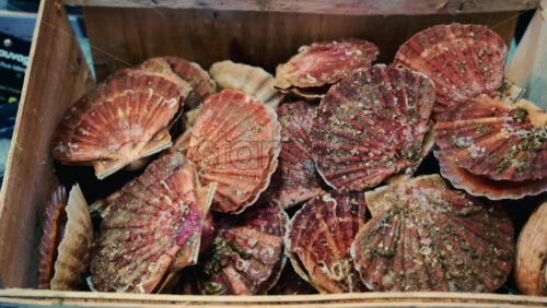 Video - Close up of raw scallop shells stacked inside a wooden crate, with natural textures, sand, and sea residue visible