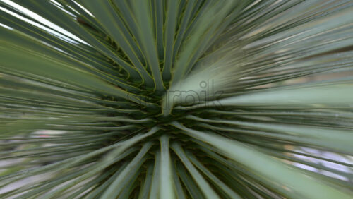 Video - Abstract motion blur effect created by green plant leaves radiating from the center
