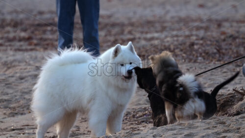 Video - Playful dogs interacting on a sandy beach during a casual walk, featuring different breeds socializing near the shoreline