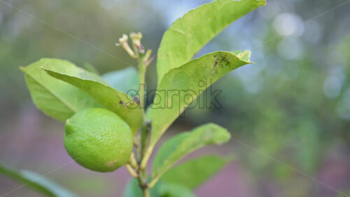 Video - Close up of an unripe green lemon growing on a citrus tree branch with soft natural background