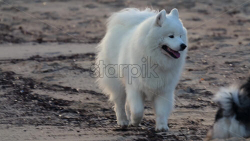 Video - Large white dog walking on wet sand near the waterline, tongue out and enjoying the coastal environment
