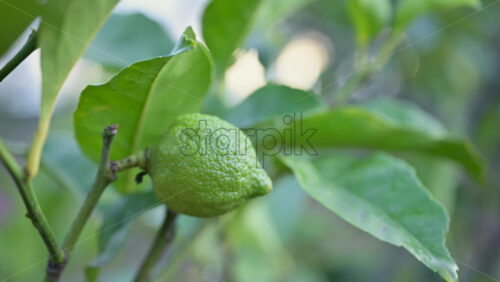 Video - Close up of an unripe green lemon growing on a citrus tree branch with soft natural background