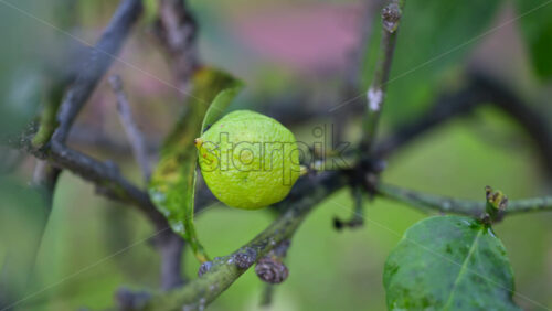 Video - Close up of an unripe green lemon growing on a citrus tree branch with soft natural background