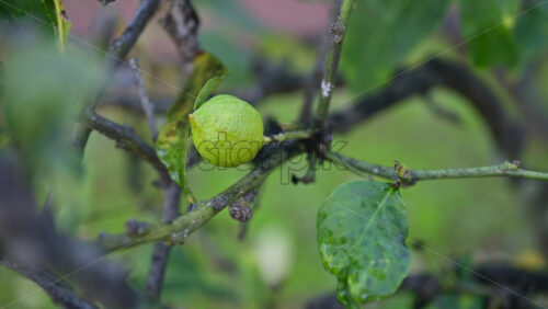Video - Close up of an unripe green lemon growing on a citrus tree branch with soft natural background