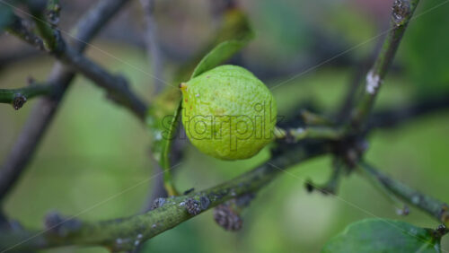 Video - Close up of an unripe green lemon growing on a citrus tree branch with soft natural background