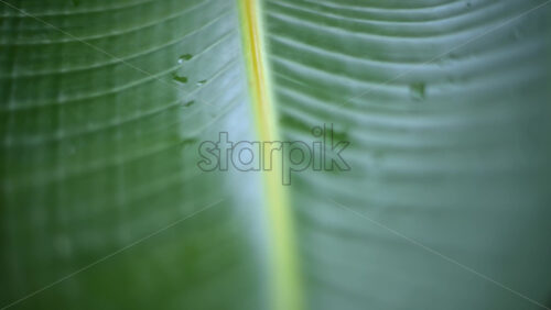 Video - Close up of a green tropical leaf with visible veins and water droplets