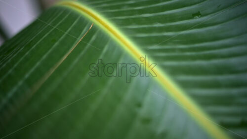 Video - Close up of a green tropical leaf with visible veins and water droplets