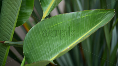 Video - Close up of a green tropical leaf with visible veins and water droplets
