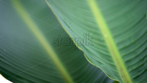 Video - Close up of a green tropical leaf with visible veins and water droplets