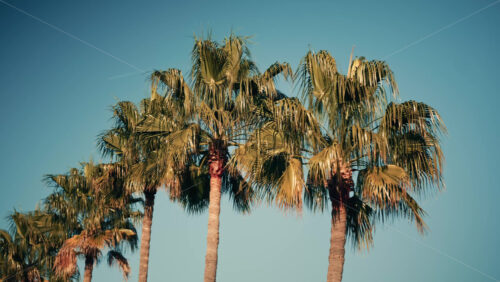 Video - Tall palm trees illuminated by sunlight against a clear blue sky