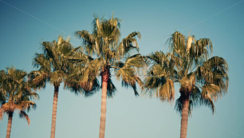 Video - Tall palm trees illuminated by sunlight against a clear blue sky