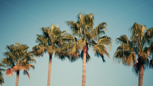 Video - Tall palm trees illuminated by sunlight against a clear blue sky