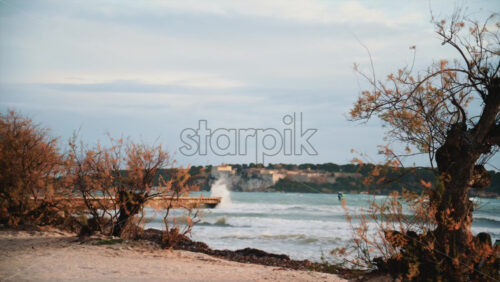 Video - View through coastal trees toward waves breaking near shore, with the island of Sainte Marguerite in the background