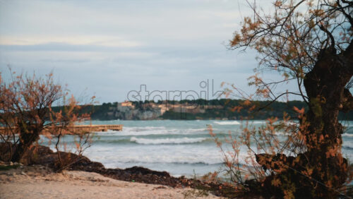 Video - View through coastal trees toward waves breaking near shore, with the island of Sainte Marguerite in the background
