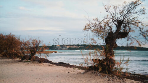 Video - View through coastal trees toward waves breaking near shore, with the island of Sainte Marguerite in the background