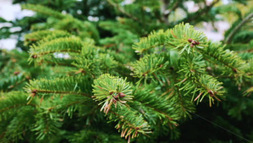 Video - A detailed close up of green fir tree branches with fresh and vibrant needles