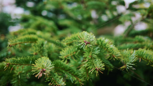Video - A detailed close up of green fir tree branches with fresh and vibrant needles
