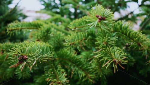 Video - A detailed close up of green fir tree branches with fresh and vibrant needles