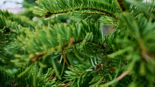 Video - A detailed close up of green fir tree branches with fresh and vibrant needles