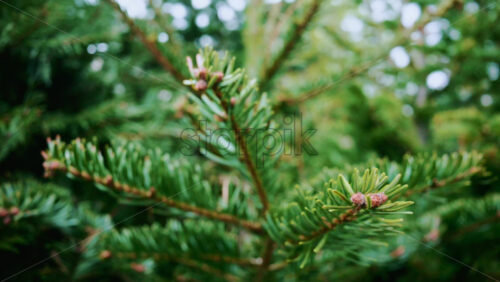 Video - A detailed close up of green fir tree branches with fresh and vibrant needles
