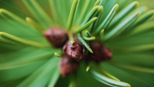 Video - Close up of of a fir tree branch showing green needles radiating from a central brown bud
