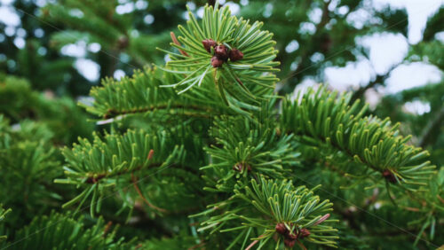Video - A detailed close up of green fir tree branches with fresh and vibrant needles
