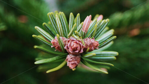 Video - Close up of of a fir tree branch showing green needles radiating from a central brown bud