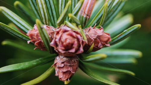 Video - Close up of of a fir tree branch showing green needles radiating from a central brown bud