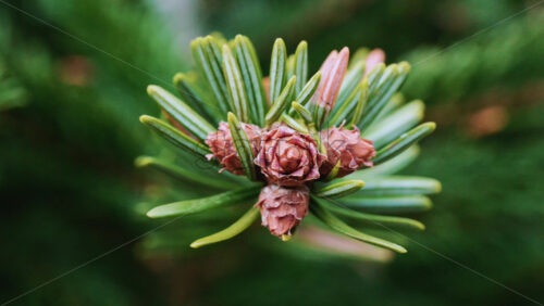 Video - Close up of of a fir tree branch showing green needles radiating from a central brown bud