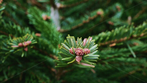 Video - Close up of of a fir tree branch showing green needles radiating from a central brown bud