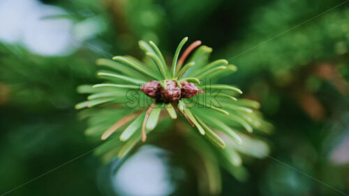 Video - Close up of of a fir tree branch showing green needles radiating from a central brown bud