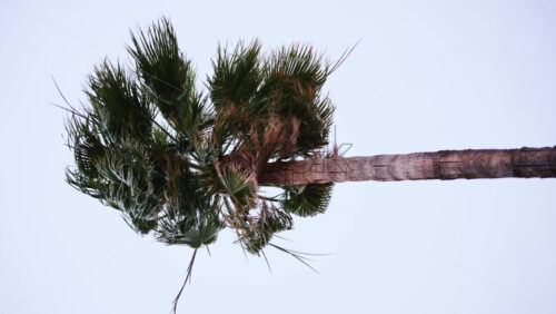Video - Low angle view of a tall palm tree trunk with fronds spreading outward against a pale sky. Vertical