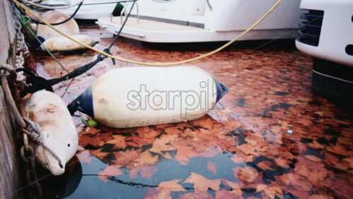 Video - Close up of brown autumn leaves floating on still water next to the side of a moored boat