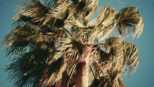 Video - Tall palm tree illuminated by sunlight against a clear blue sky