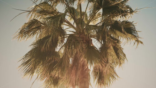 Video - Tall palm tree illuminated by sunlight against a clear blue sky