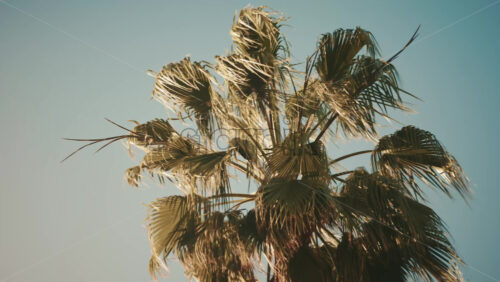 Video - Tall palm tree illuminated by sunlight against a clear blue sky