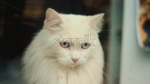 Video - Portrait of a white long haired cat with light blue eyes looking directly at the camera