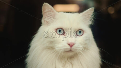 Video - Portrait of a white long haired cat with light blue eyes looking directly at the camera
