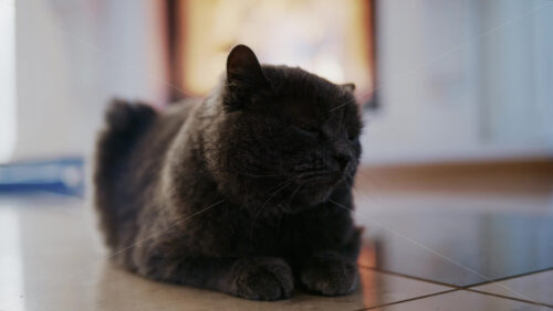 Video - Gray domestic cat resting calmly on an indoor tiled floor