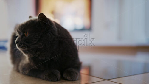 Video - Gray domestic cat resting calmly on an indoor tiled floor