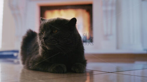 Video - Gray domestic cat resting calmly on an indoor tiled floor