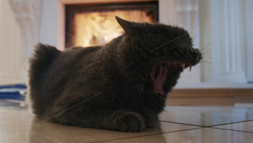 Video - Gray domestic cat resting calmly on an indoor tiled floor