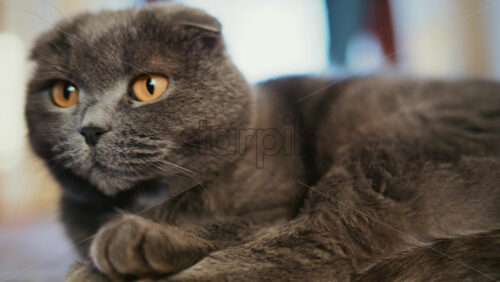 Video - Close up portrait of a gray cat with expressive amber eyes and soft fur