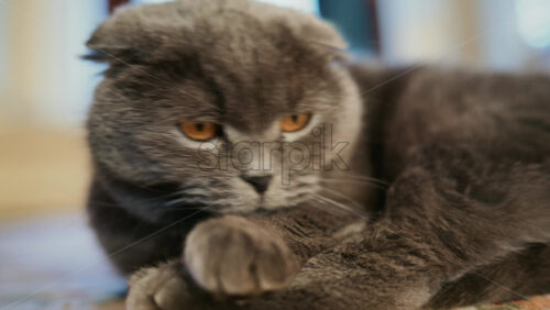 Video - Close up portrait of a gray cat with expressive amber eyes and soft fur