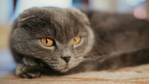 Video - Close up portrait of a gray cat with expressive amber eyes and soft fur