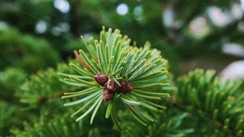 Video – A detailed close up of green fir tree branches with fresh and vibrant needles - Starpik Stock
